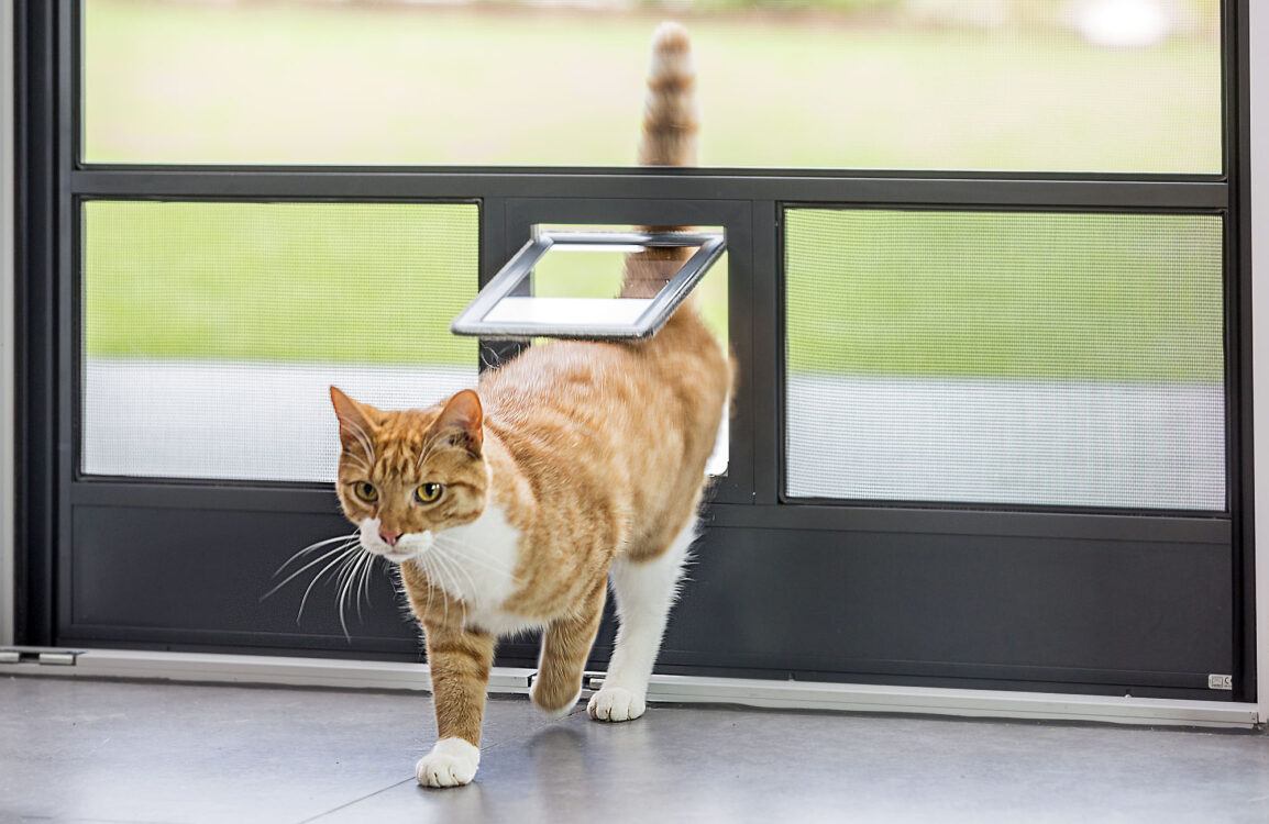 Fliegengitter katzensicher Fliegengitter katzensicher