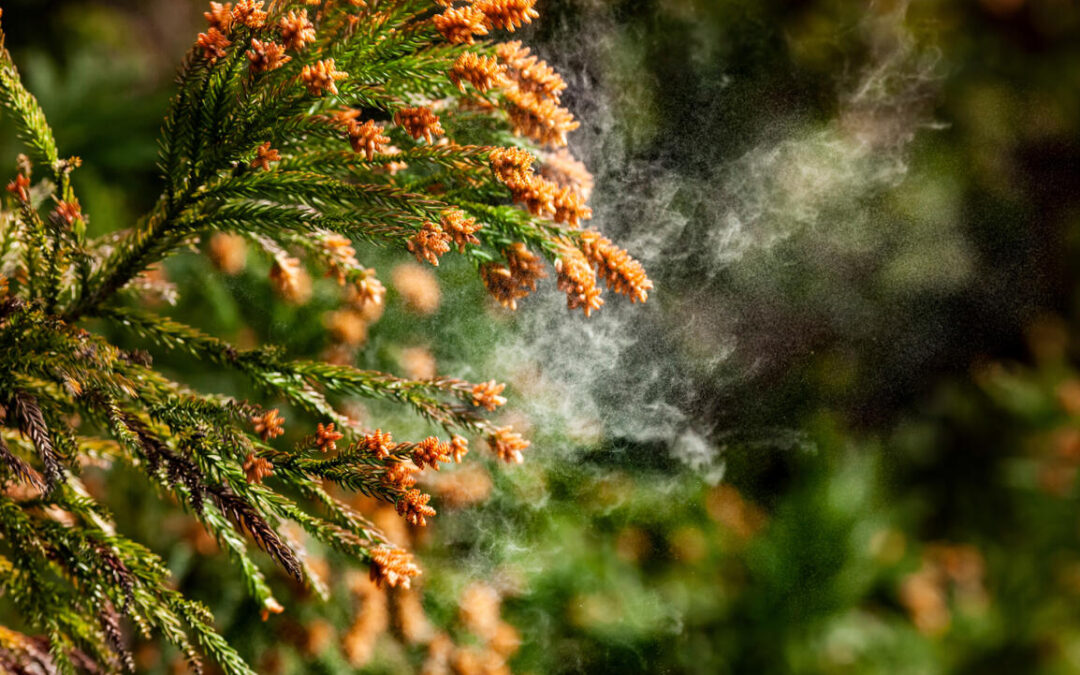 Pollenschutzgitter: Sorgenfreies Lüften auch für Allergiker