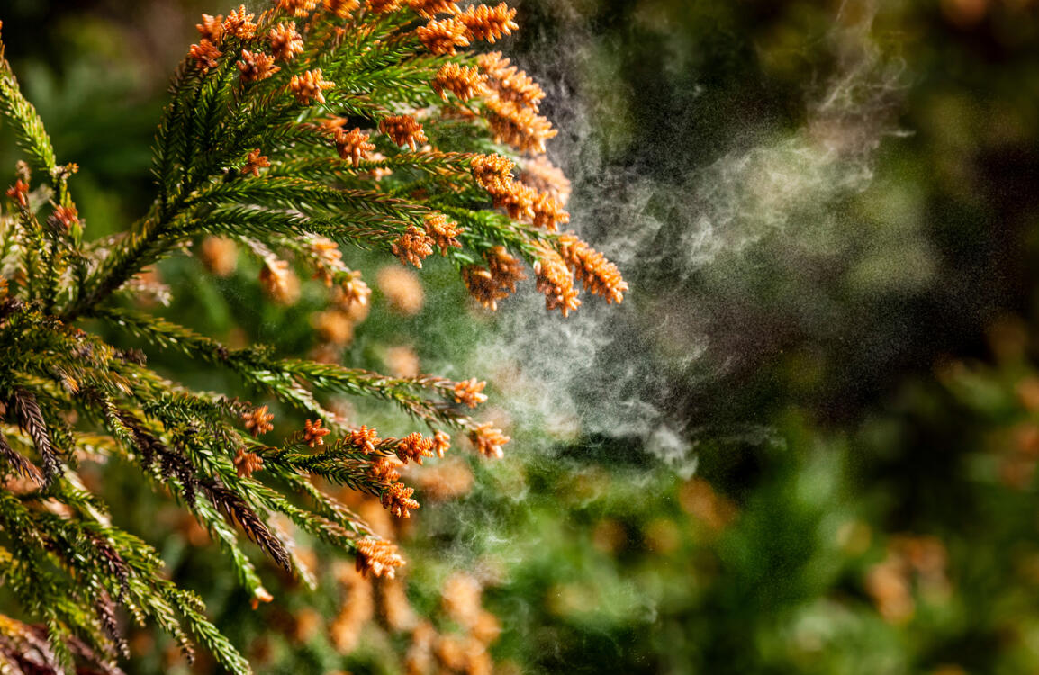 AdobeStock_494462266-Pollenschutzgitter